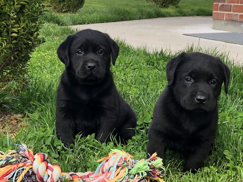 des grandes plaines de l'Artois - Chiots disponibles - Labrador Retriever