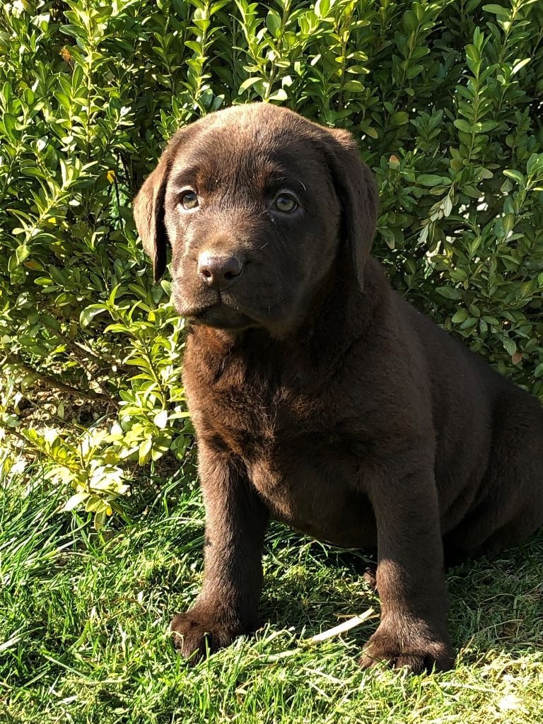 des grandes plaines de l'Artois - Chiots disponibles - Labrador Retriever